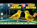 Download Lagu CIAK BETINA VS CIAK kecial kuning JANTAN | PALING EFEKTIF PANCING EMOSI \u0026 JOS LAWAN 💯 BIKIN GACOR