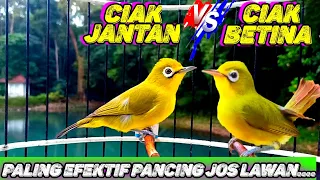 Download CIAK BETINA VS CIAK kecial kuning JANTAN | PALING EFEKTIF PANCING EMOSI \u0026 JOS LAWAN 💯 BIKIN GACOR MP3