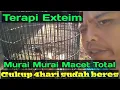 Download Lagu Terapi Murai Batu Macet Total ||Terapi Extrim @masteran_burung #muraibatugacor #muraibatu #murai