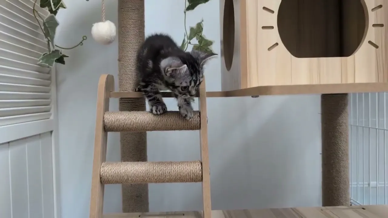 動画