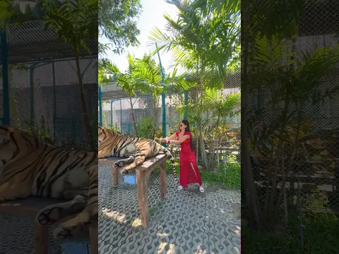 TITHI K JOR KORE BAGHER GAYE HAAT DITE PATHALAM😱😡||#shorts