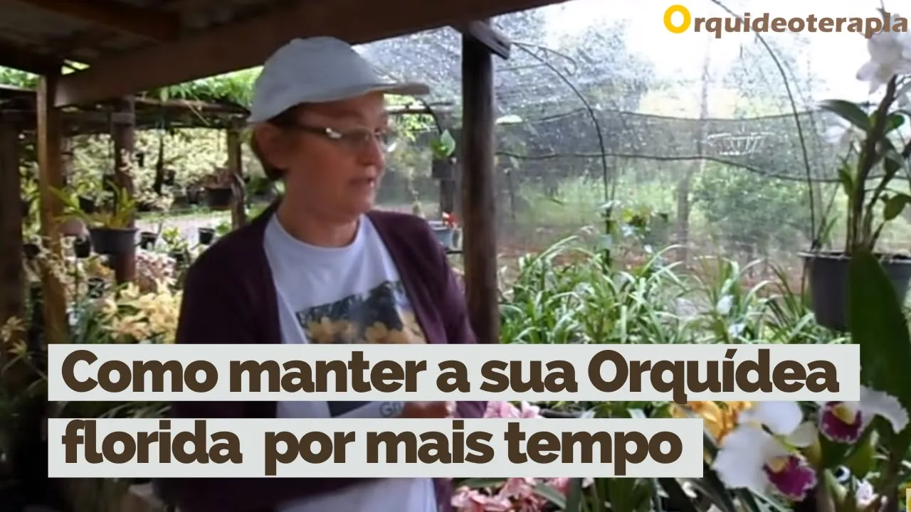 COMO MANTER SUA ORQUÍDEA FLORIDA MAIS TEMPO