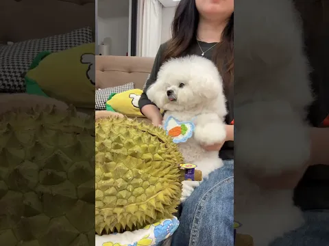 Puppy: Aren’t I Awesome? 🐶✨ #CuteDog #Puppy #DogMoments #PetLove #CutePets