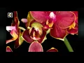 Download Lagu Mengapa Tiada Maaf . [ Endang S Taurina ] .