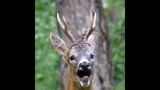 صوت الغزال اذا لم تسمعه من قبل 