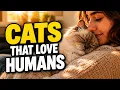 10 Most Affectionate Cat Breeds That Love Humans Cuddly Friendly Cats