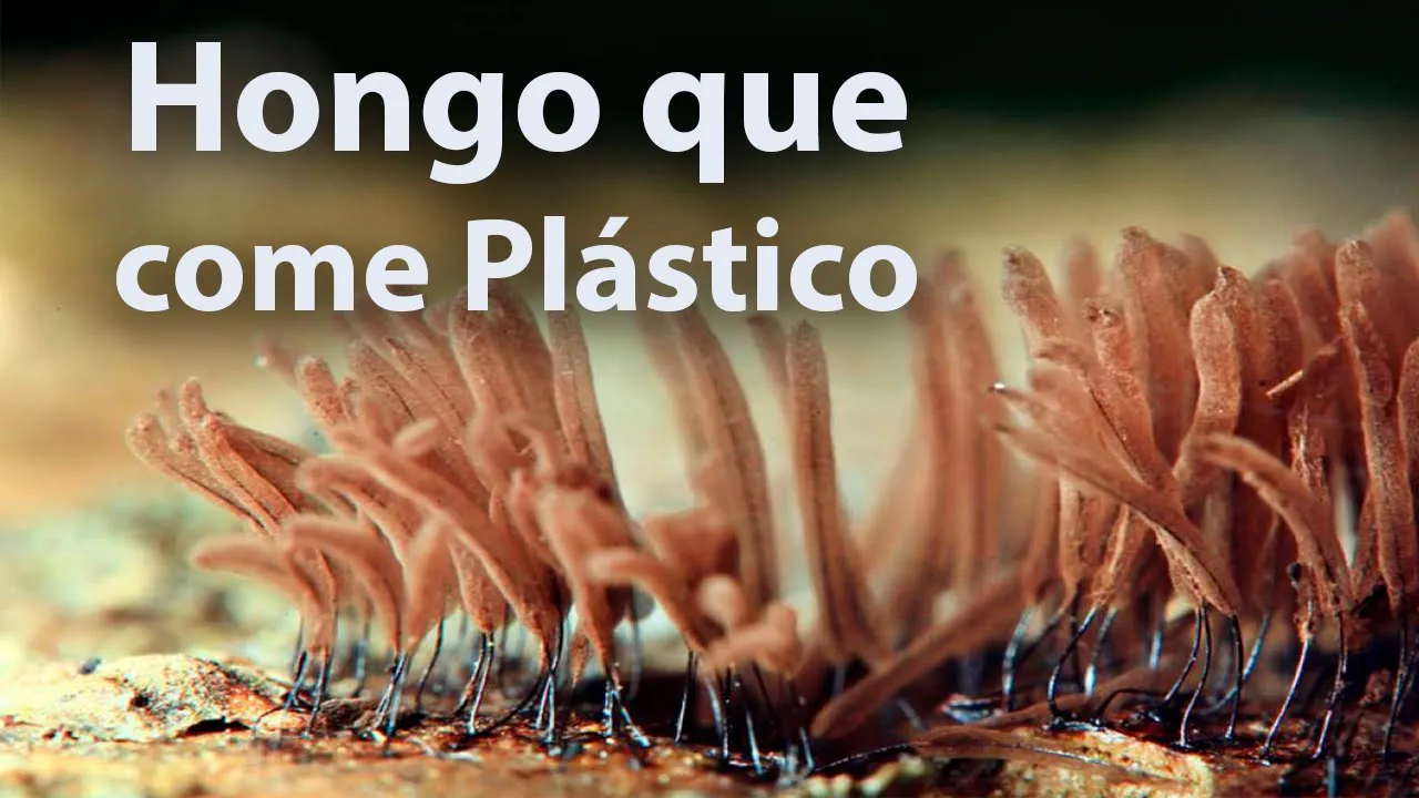 Hongos que comen Plástico | Concurso