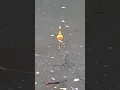 Download Lagu Ngentul pakai jangkrik mancing ikan gabus!!