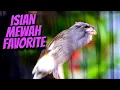 Download Lagu MASTERAN KENARI ISIAN BLACKTHROAT GACOR SUARA JERNIH DURASI PANJANG FULL MEWAH