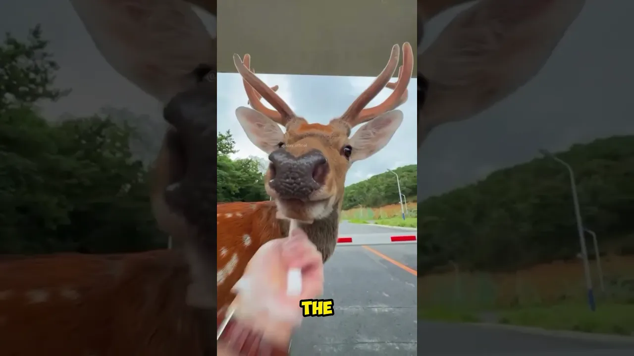 Deer Remembers Him...