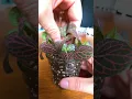 Download Lagu Awesome Fittonia Cuttings Jar