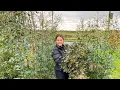 Maintaining Eucalyptus on the Flower Farm