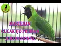 Download Lagu Masteran Cucak Ijo Pilihan Juri Nasional @rumahkicaumania