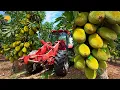 Download Lagu How Thai Farmers Harvest 450,000 Tons of Jackfruit For Dried Jackfruit | Farming Documentary