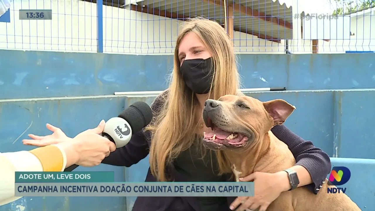 Campanha incentiva doação conjunta de cães em Florianópolis
