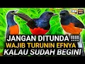 Download Lagu RAWATAN MURAI BATU JANGKRIK 7/7 KOK MALAH GINI ? CARA MERAWAT MURAI BATU