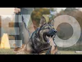 Malinois x - The ultimate Protection Dog