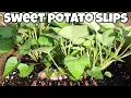 Lagu Turn one sweet potato into 1000 sweet potatoes fast and easy growing sweet potato slips