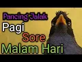 Download Lagu BUKA SUARA | Masteran Jalak Kebo Mata Kuning,Putar Suara Ini Pagi Sore Dan Malam Hari.Di Jamin Gacor
