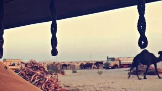 شيلة ونتن ونيتها والخلايق نايميــن 