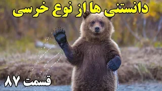 آیا میدانستید  دانستنی ها از نوع خرسی ۰ قسمت ۸۷ دندنها