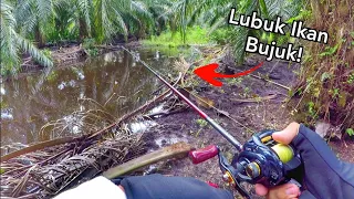 Download Casting IKAN BUJUK di Ladang Sawit! MP3