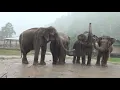 Download Lagu For An Elephant, Rain Is A Celebratory Moment! - ElephantNews