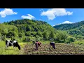 Download Lagu Türkiye Dağlarında Geleneksel Köy Hayatı - Belgesel MP3