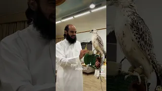 كل انواع الصقر في دقيقة واحدة 