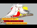 Siulan lagu indonesia raya burung falk buat masteran agar falk cepat siul