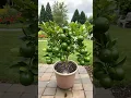 Download Lagu 🌿Pro tips for propagating lemon trees! Get growing! #farming #gardening #lemon #shorts