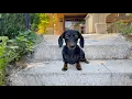 On Holiday with 3 Dachshunds Lazy day