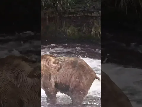 Everybody Poops
