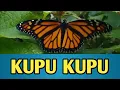Download Lagu KUPU-KUPU, KUPU-KUPU YANG LUCU, LAGU ANAK INDONESIA