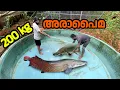 Lagu അരാപൈമയെ കുളത്തിലേക്കു മാറ്റി!!! Monster arapaima fish in monster tank