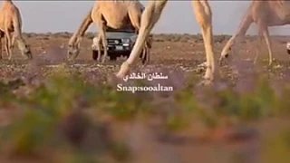 شيله شاصي جديد 