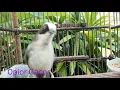 Masteran Burung Prenjak Gunung Agar Cepat Gacor dan Suara Panjang