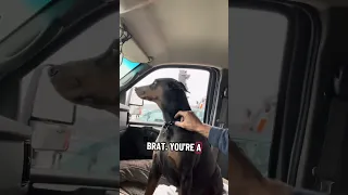 . #Fyp #dream #doberman #pets #youtube