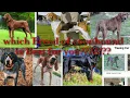What coonhound breed is right for you