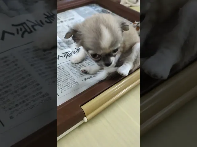 動画