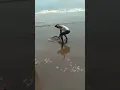 Download Lagu mancing di pantai dapat ikan pari besar