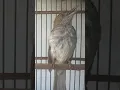 Download Lagu Burung siri-siri raja, suara panjang