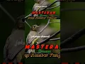 Download Lagu burung brinji, cocok untuk masteran cucak ijo #kicaumania #masterangerejatarung #burungbrinji