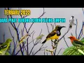 Download Lagu Suara pikat burung kecil paling ampuh