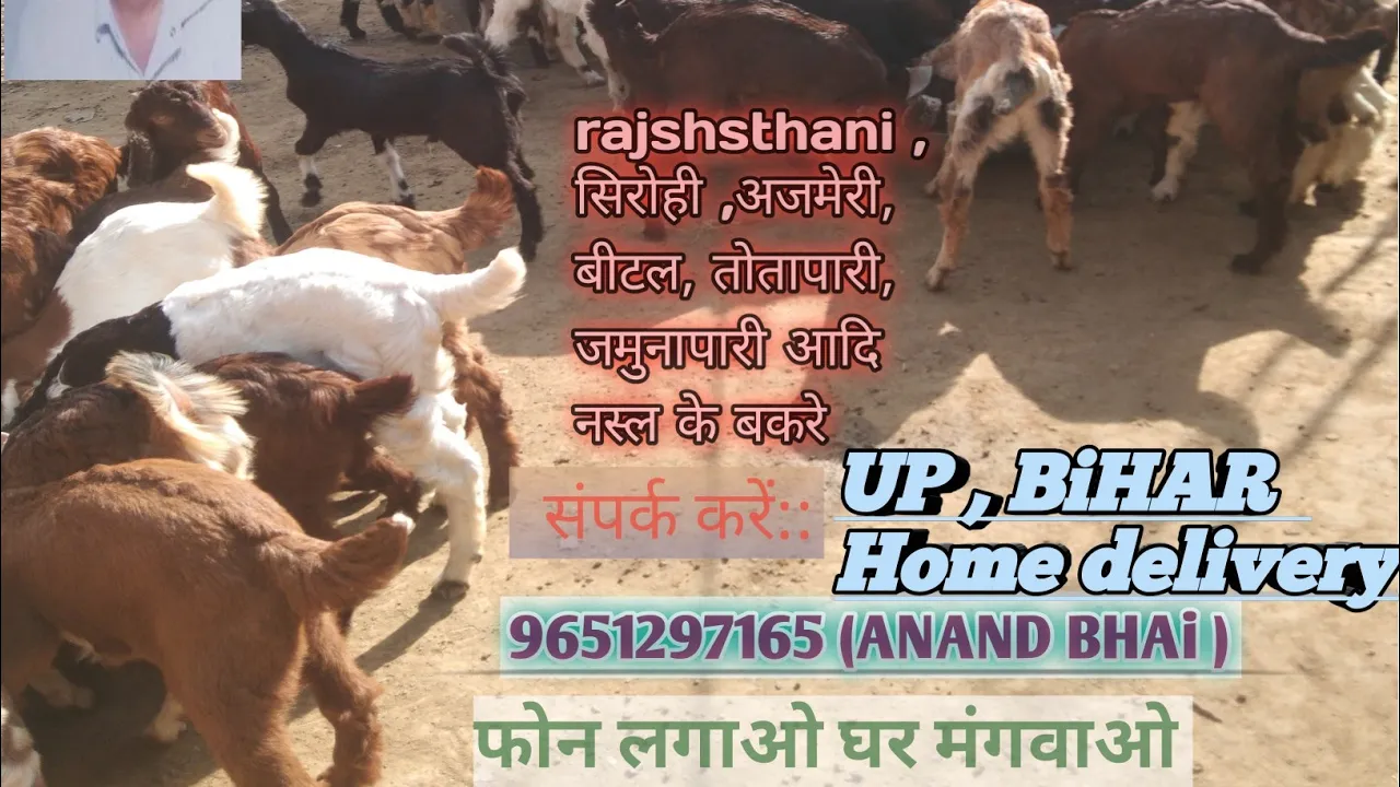 9651297165 . बकरे खरीदने हेतु सम्पर्क करें।। for home delivery up,Bihar,bangal, Jharkhand