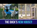The Runner Duck s New House Setup