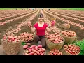 Download Lagu Harvesting Tons of Red Potatoes to Sell at the Village Market, Animals Care | Phương Farm Life