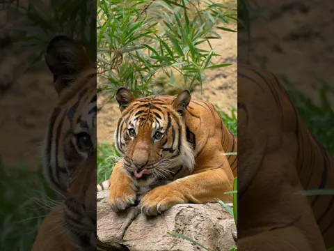 Tiger Stripes π§‘π€