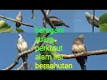 Download Lagu Beragam suara burung perkutut lokal alam liar gacor unik