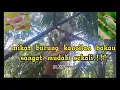 Download Lagu mikat burung KANCILAN BAKAU ternyata mudah sekali